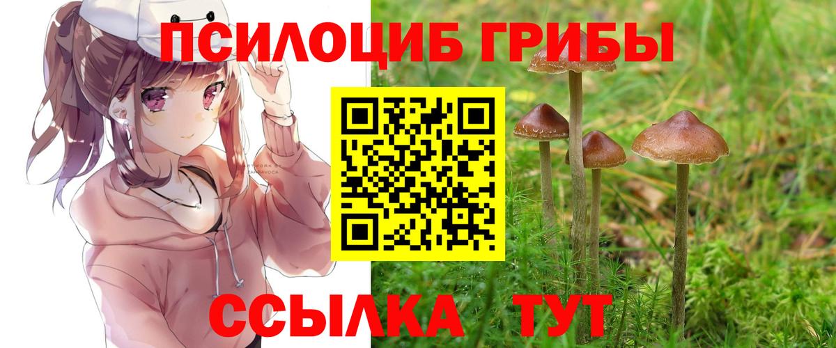 Псилоцибиновые грибы Psilocybine cubensis Заинск